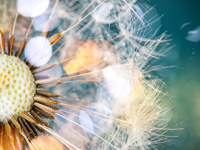 Jetzt auch Beratung via AVGS