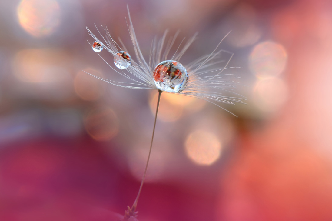 © Juliana Nan Adobe Stock